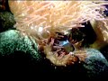 Pesci Pagliaccio (Nemo) all\