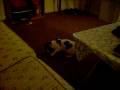 videos de Fetch, Angus!