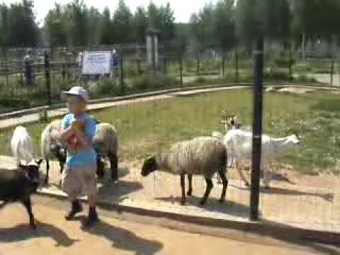 Видео 'Ярославский зоопарк'