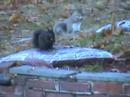 Black Squirrel