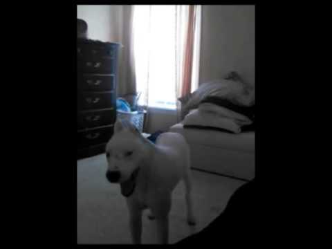argentinian mastiff