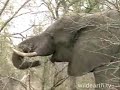 Bandit The Young Ellie Bull 1 of 6