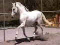 Caballo Iberoamericano