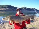 carpones carpones