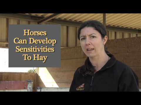 how to cure ulcers in horses