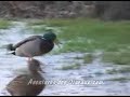 les canards colvert sur la glace