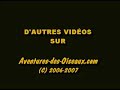 les canards colvert sur la glace