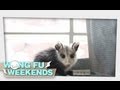 WFW 21 - Awesome Possum