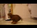 Wookie and the hairdryer Wookie and the hairdryer