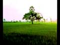 น้ำตาช้าง (vj demo)