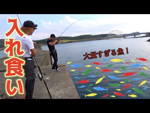 動画
