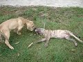 Bravo, mon Fila brasileiro � trois mois.