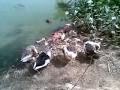 Pawan Khandelia and Vivek from Isbm kolkata....India....diversities of the country...