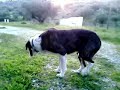 Rafeiro do Alentejo