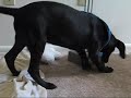 ボール猫動画