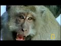 Primates of Indonesia