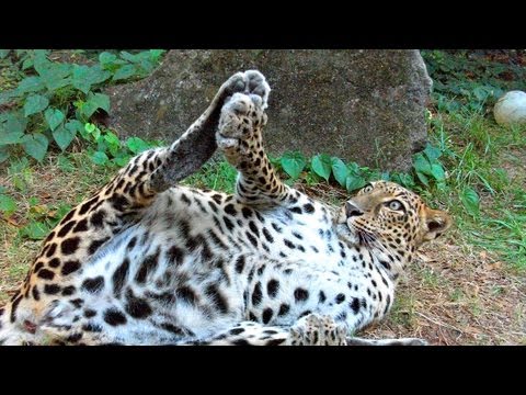 leopards - The leopards at Big Cat Rescue are definitely some of the funniest cats at the sanctuary! They're often