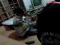 tydy gringo
