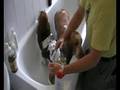 Amber and Bella basset take a bath