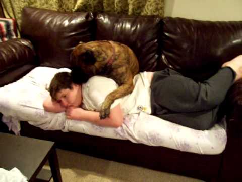 bullmastiff