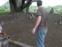 Feeding Monkeys