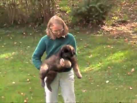 leonberger