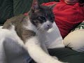 Nermal the Hunter Nermal the Hunter