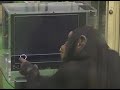 Chimp Ayumu touching numbers 1-9 smart!