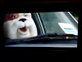 Churchill Insurance Dog - Finally Swears Churchill Insurance Dog - Finally Swears