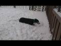 videos de Greyhound (Cofax) having fun in snow 12 2 08 pt 3