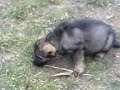 fiucha