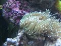 My 58 Gallon Reef Cube My 58 Gallon Reef Cube
