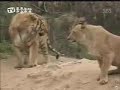 tiger vs lion