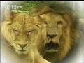 tiger vs lion
