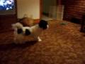 videos de Puppies Playing