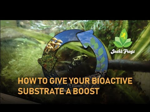YouTube reptile video