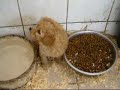 Elevage de caniche en aquitaine.Voir de nobreux mails de mes clients avec les photos de leur chiot. Voir les nombreux contrôles sur l'élevage ACS effectués par les administrations, sur le site internet : http://caniche.elevage-acs.fr/Facilité de paiement.Possibilité de livraison à domicile sur les départements inscrits sur le site.Tél : 05.58.91.56.03Port : 06.31.08.63.20