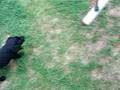 Labrador Retriever video