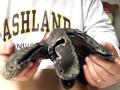 San Francisco Giants trapeze glove "before"
