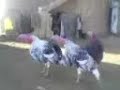 قه‌له‌کانی مام جه‌لال له قه‌لاچولان