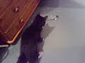 picoo z vs cat