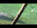Tagged Manatee