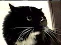 The Talking Cat Johnson