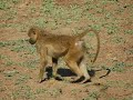 Crazy monkey shits himself