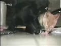 dog-stealing-cats-dinner.html