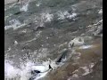صدنا جش وخباط ذاك اليوم