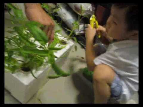how to harvest kangkong