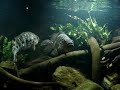Parachromis managuensis lake Managua (XXXL) Jaguar cichlid