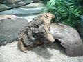 just to show my leopard gecko