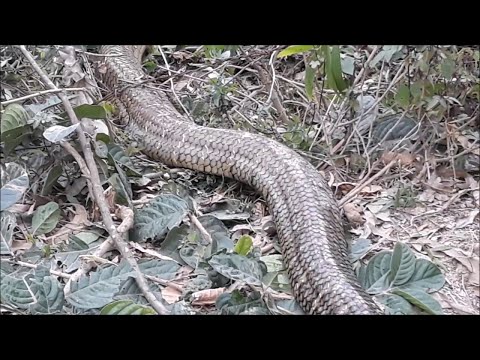Giant Snake caught in Vietnam